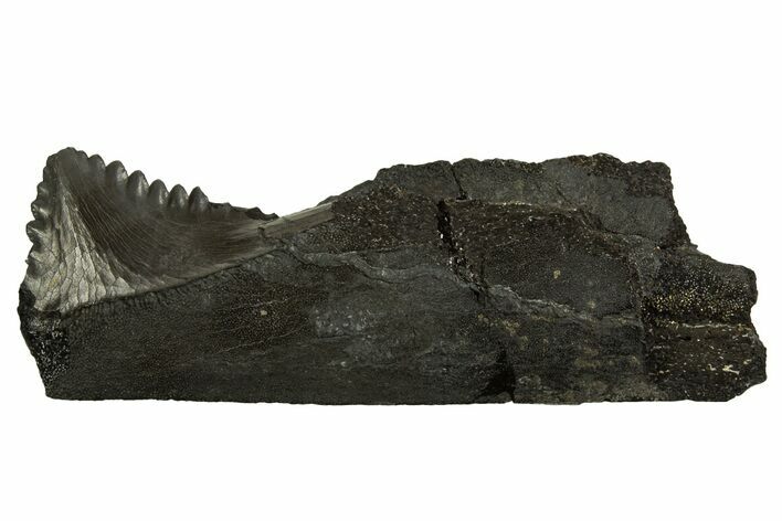 Bizarre Shark (Edestus) Jaw Section with Tooth - Carboniferous #327586